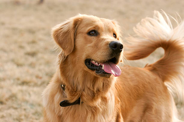 Importance of Proper Grooming for Pets in Summer